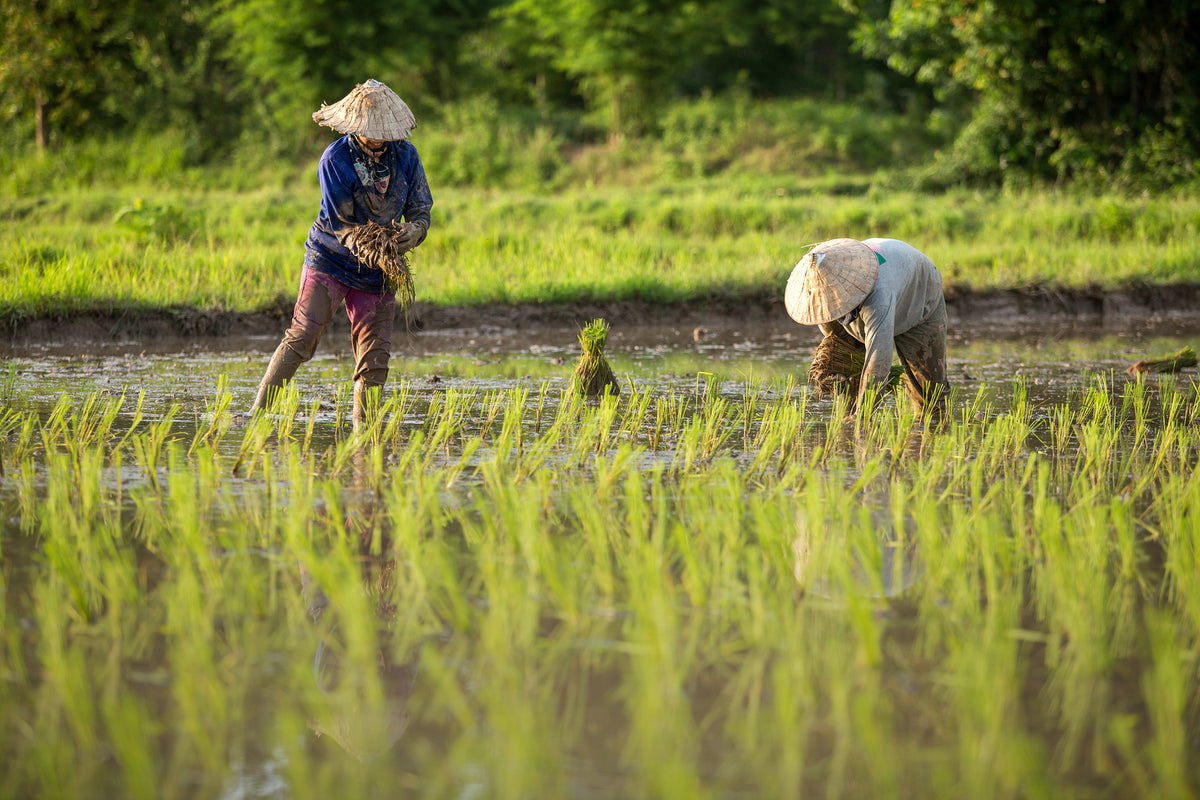 Laos boost minimum wage for third time in eight years