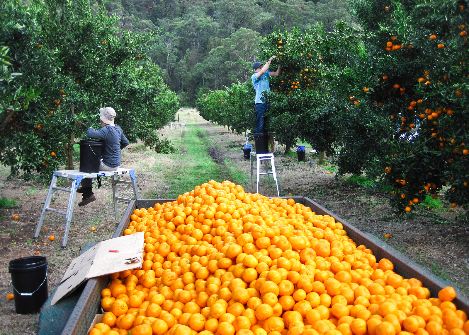 A third of temporary migrant workers in Australia suffer wage theft