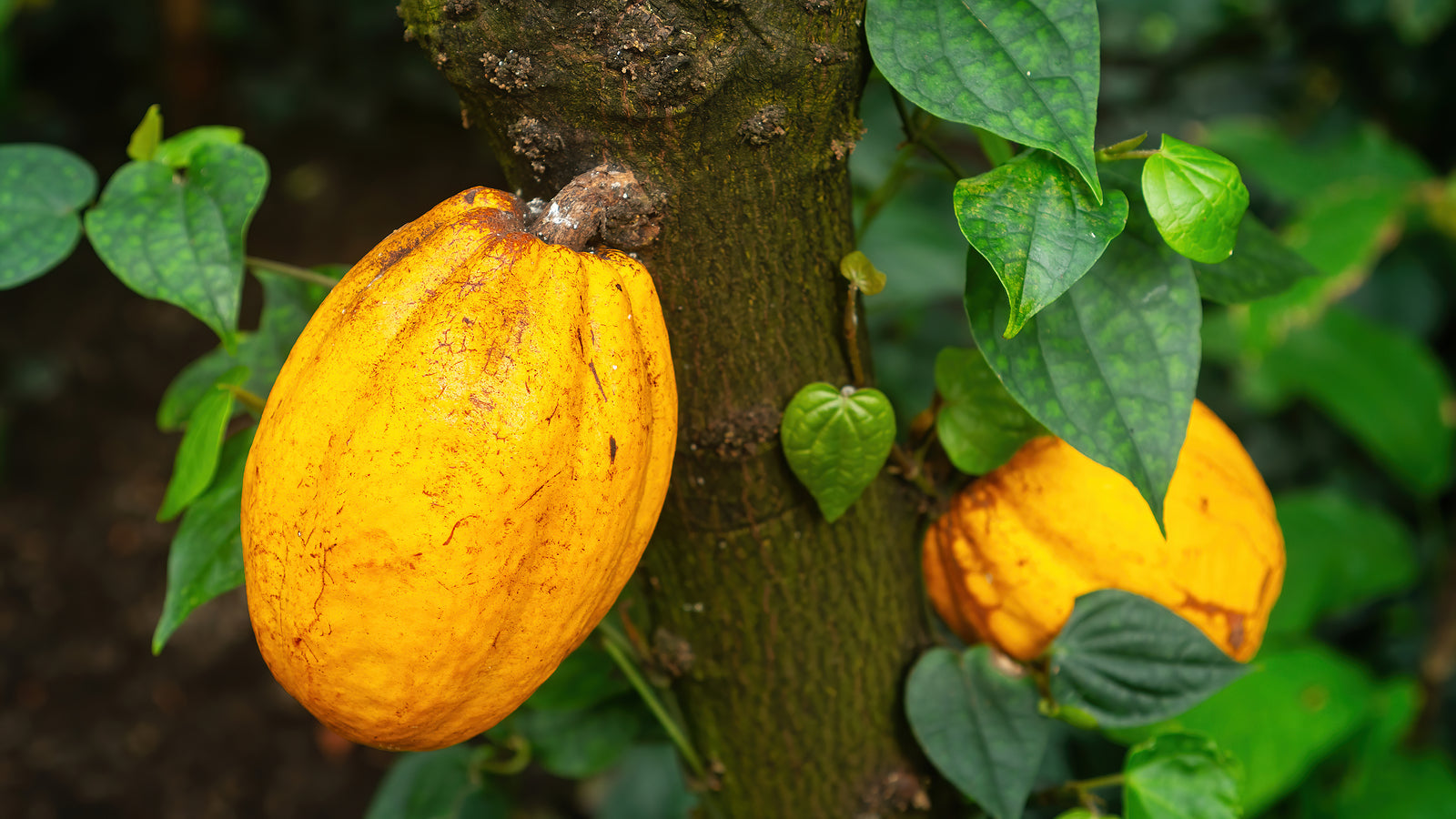 [EMEA] EU will ban goods using forced labour in supply chain including cocoa