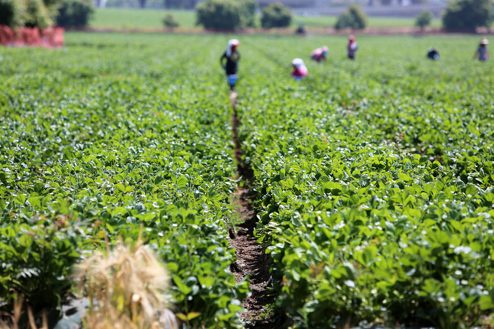 [US] $6.5 million in lost wages will be repaid to Mexican migrant workers