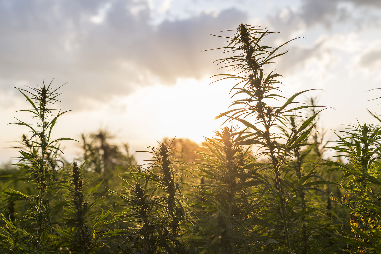 [Northern Mariana Islands] New bill removes cannabis from pre-employment test