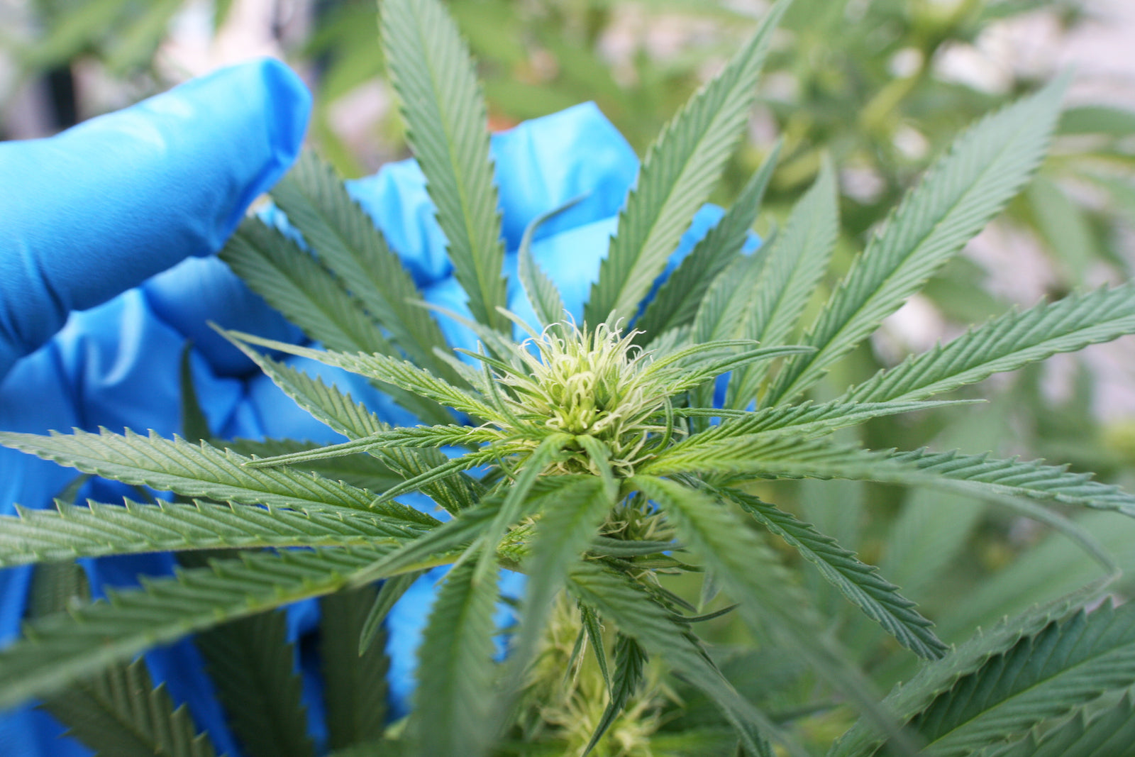 [USA] Why mainstream Payroll providers are dropping cannabis businesses