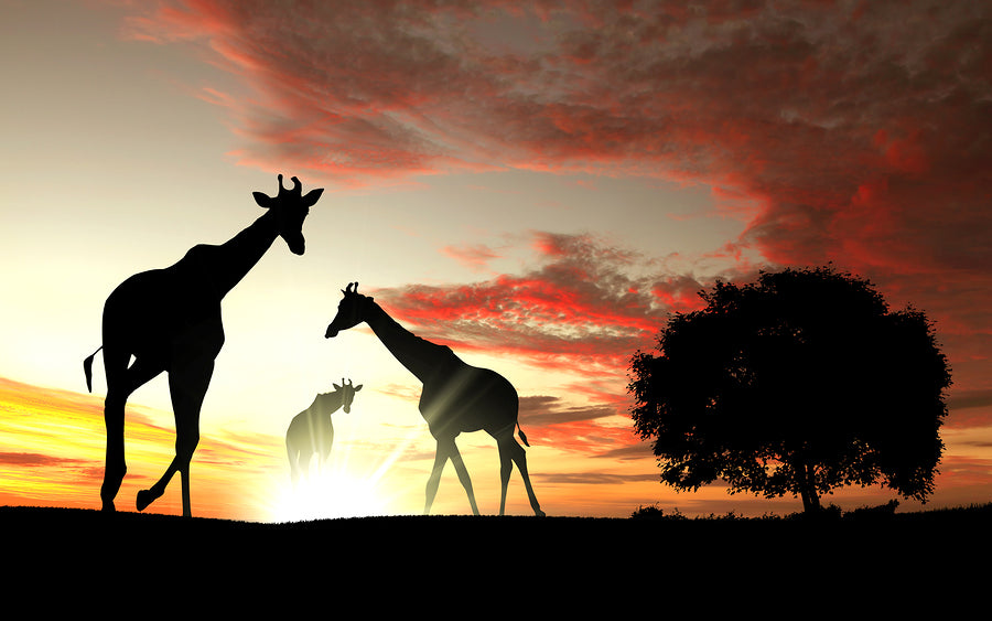 South African Revenue Service issues draft guidance for Employment Tax Incentive