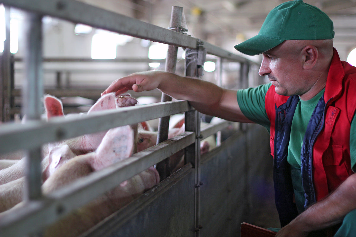 [Ireland] Piggery operator liable for €14k historical annual leave owed to single worker