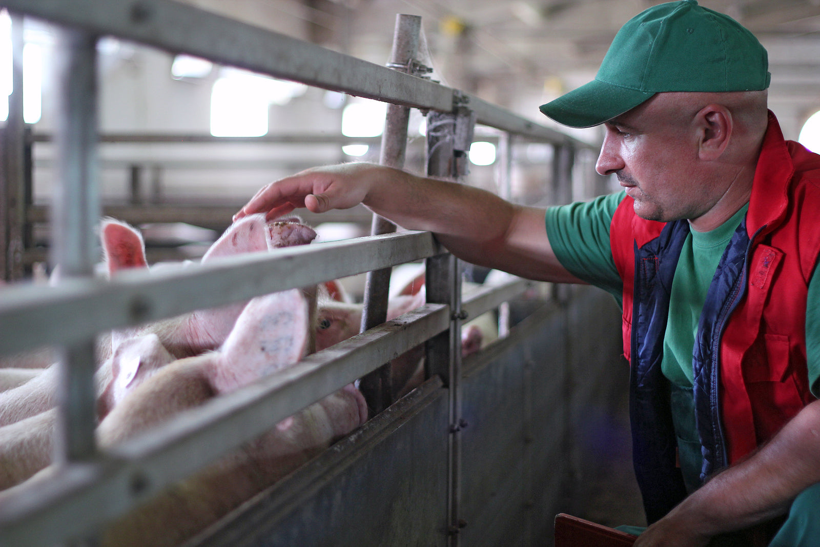 [Ireland] Piggery operator liable for €14k historical annual leave owed to single worker