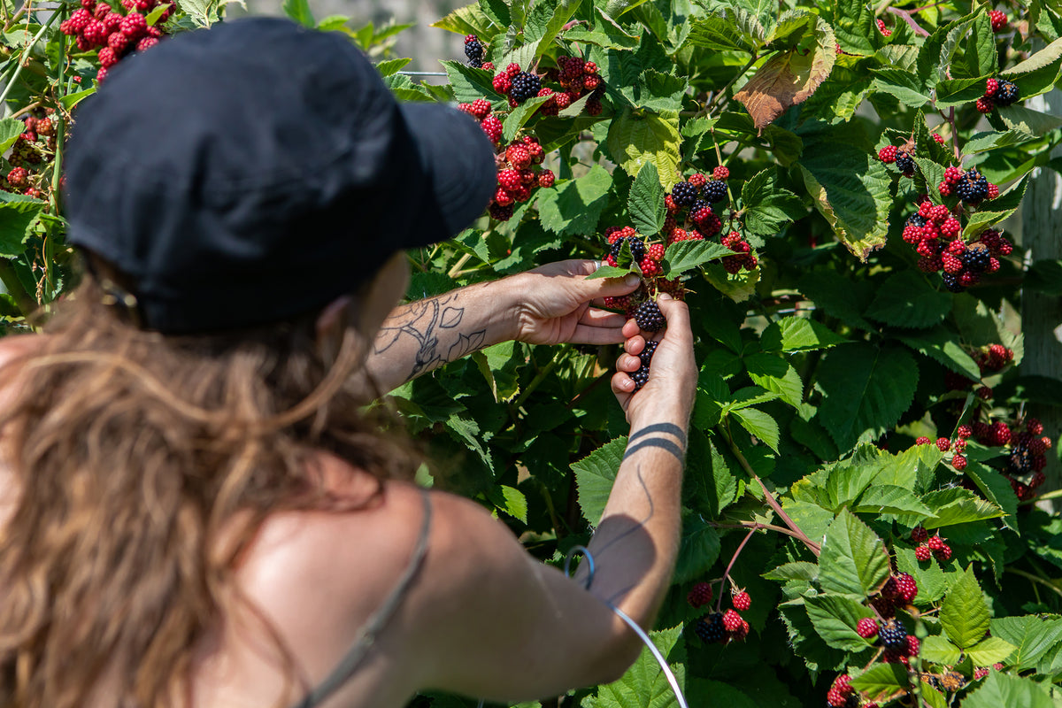 [UK] Local workforce proves costly for farms