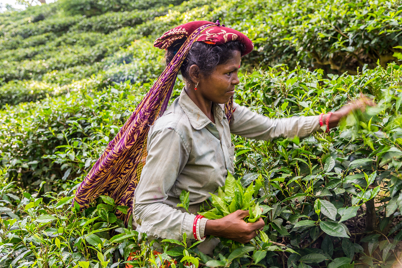 [Bangladesh] 150,000 tea workers strike to demand a pay rise