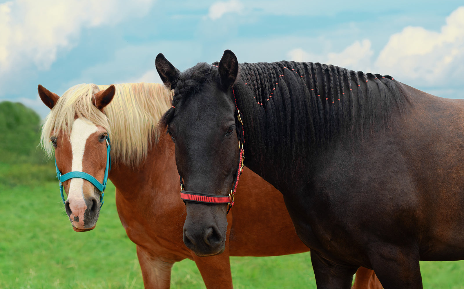 [Poland] Pensions for dogs and horses in state employment proposed