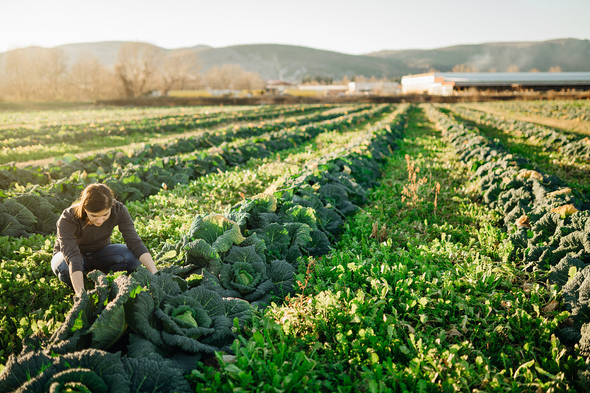 [New Zealand] Inland Revenue calls out horticultural sector for bad practices