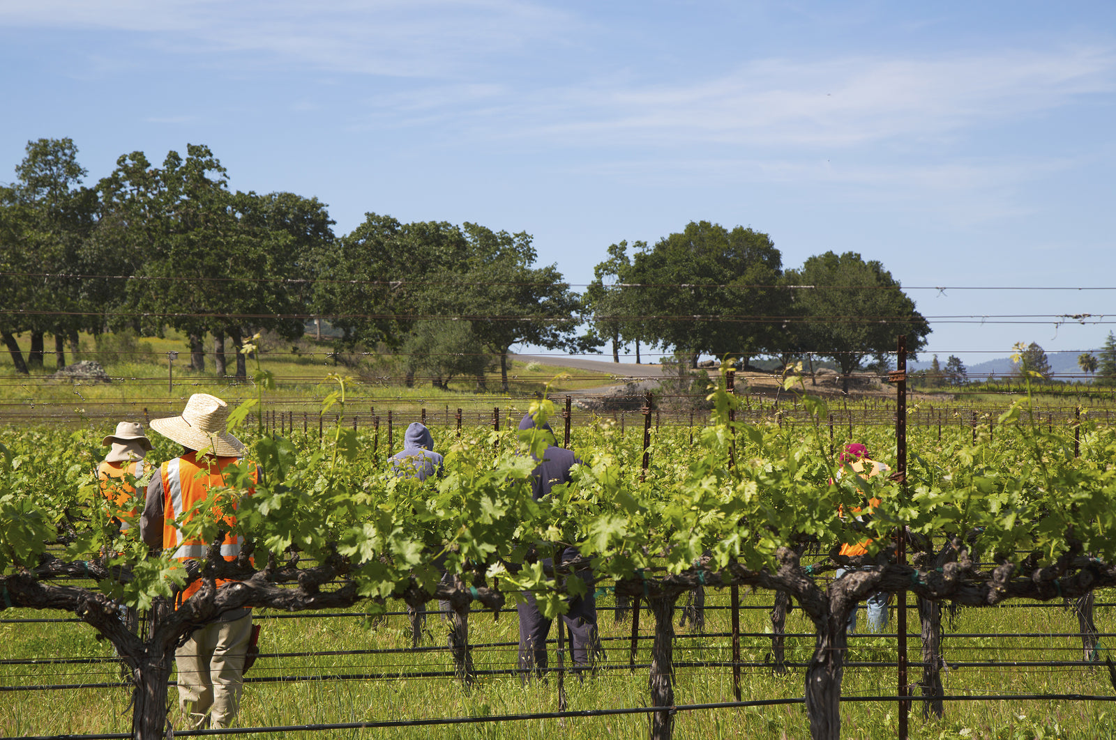Migrant farm workers launch landmark legal claim in Australia for gross underpayment